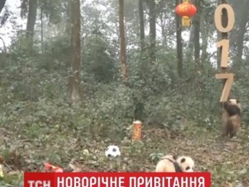 У Китаї панди-дитинчата привітали світ з Новим Роком
