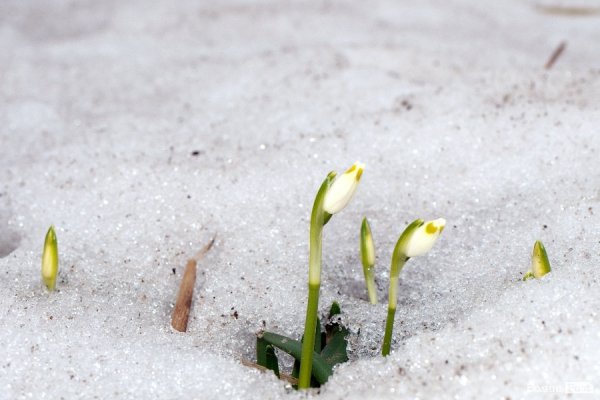 Весна у Луцьку. ФОТО