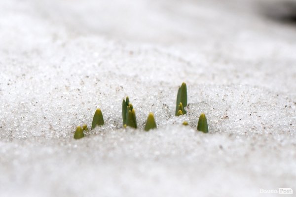 Весна у Луцьку. ФОТО