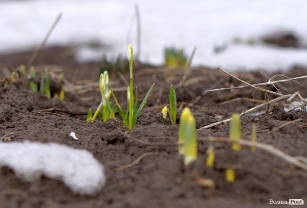 Весна у Луцьку. ФОТО