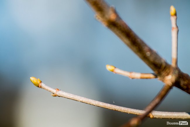 У Луцьку – майже весна. ФОТОРЕПОРТАЖ
