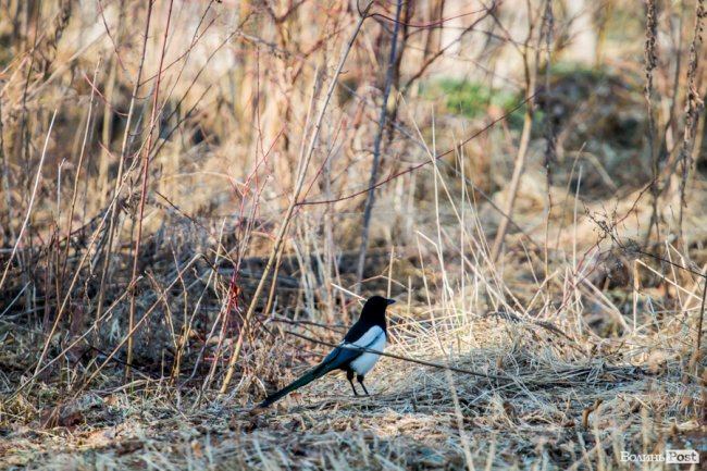 У Луцьку – майже весна. ФОТОРЕПОРТАЖ