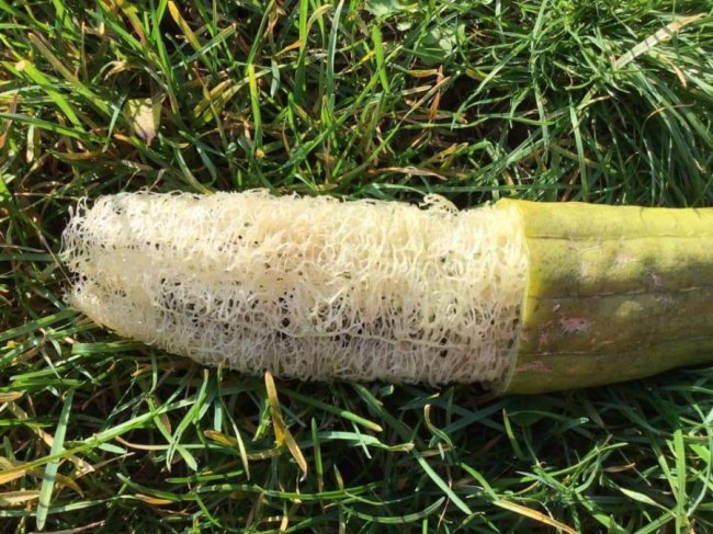 Волинянка вирощує понад 50 сортів гарбузів. ФОТО