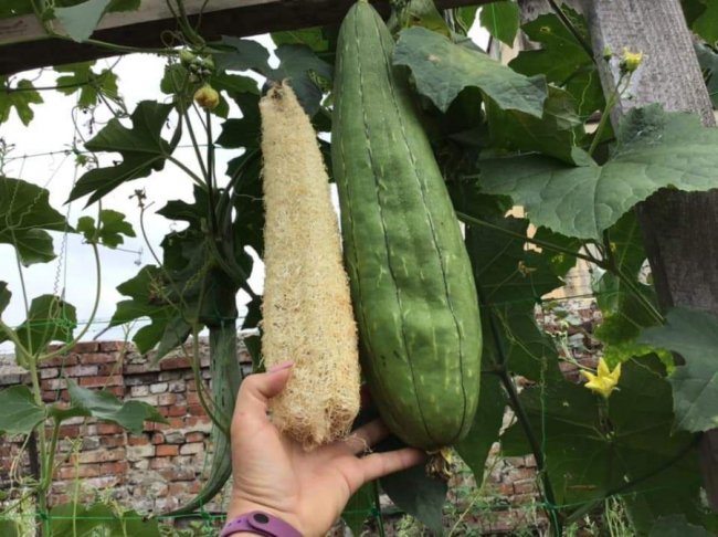 Волинянка вирощує понад 50 сортів гарбузів. ФОТО