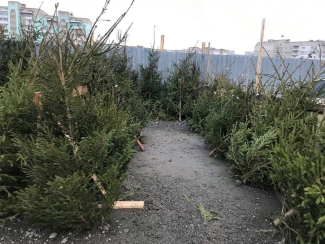 У Луцьку інспектори виявили понад 300 незаконних новорічних дерев. ФОТО
