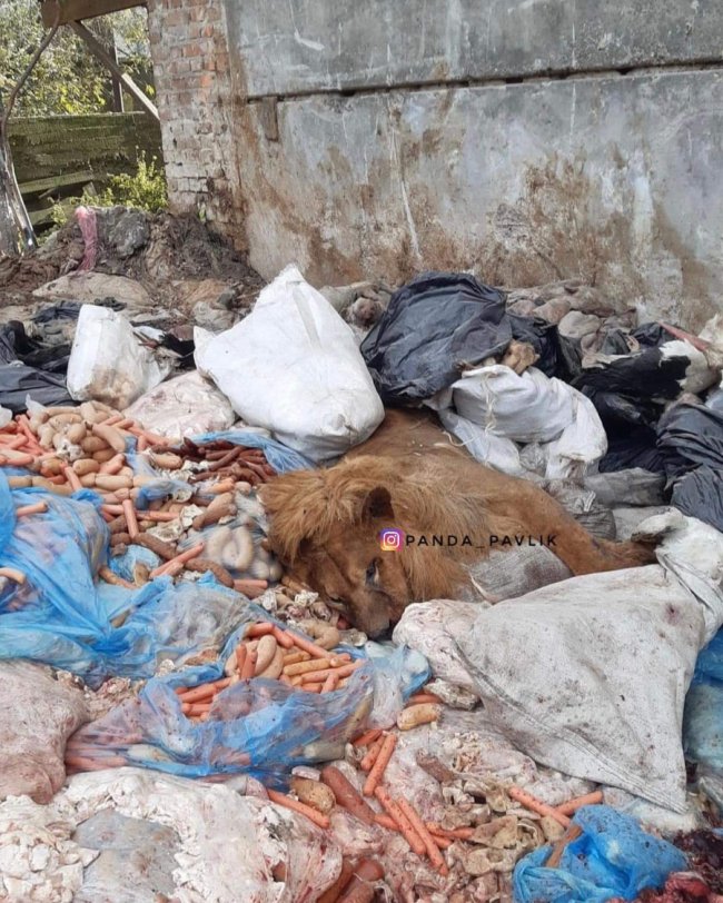 На Рівненщині на території заводу з утилізації знайшли мертвого лева