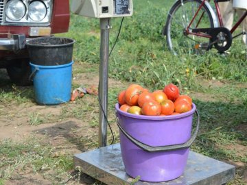 У селі під Луцьком – плантація дешевих помідорів