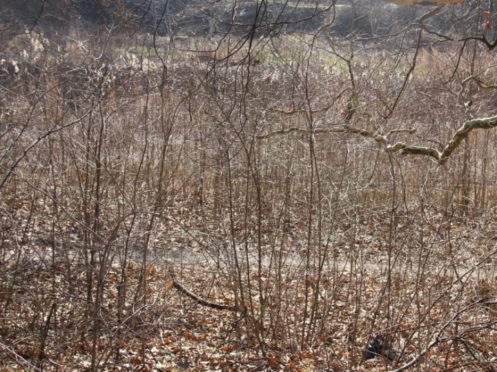 У Луцьку почали розчищати річку Сапалаївка