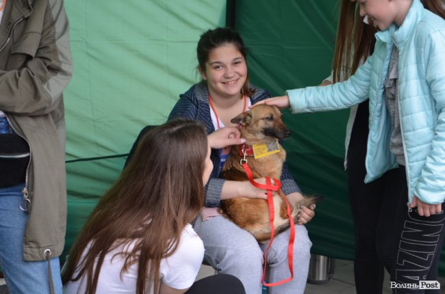 Фестиваль «Мокрі носики» біля луцького «Променя»: як безпритульним пухнастикам шукали дім. ФОТО