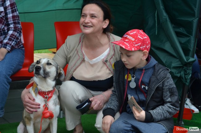 Фестиваль «Мокрі носики» біля луцького «Променя»: як безпритульним пухнастикам шукали дім. ФОТО