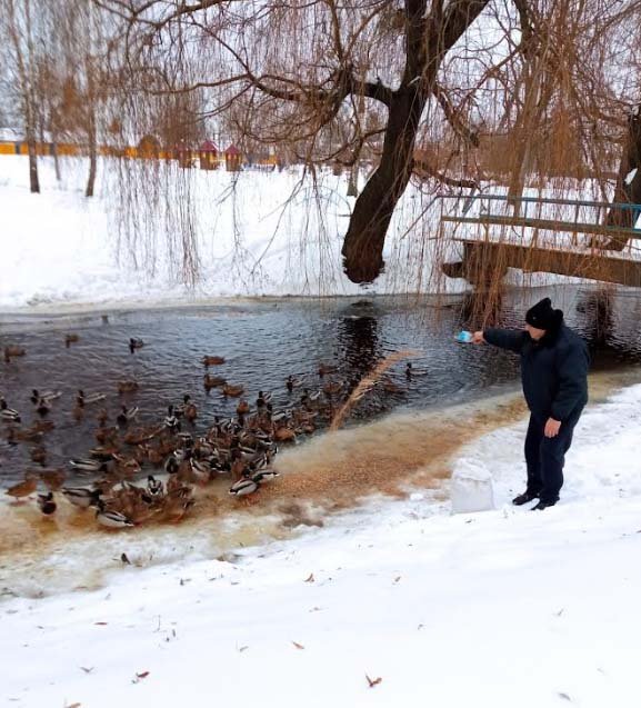 Понад пів сотні диких качок вирішили зимувати у міському парку на Волині