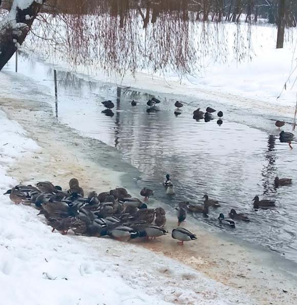 Понад пів сотні диких качок вирішили зимувати у міському парку на Волині