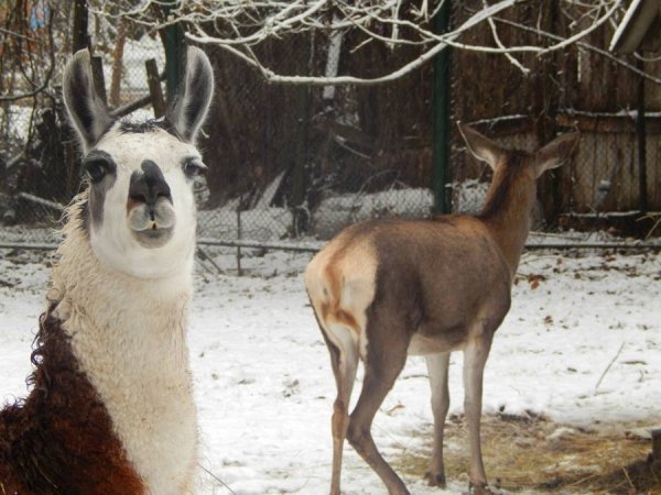 Як мешканці луцького зоопарку зустріли перший сніг. ФОТО