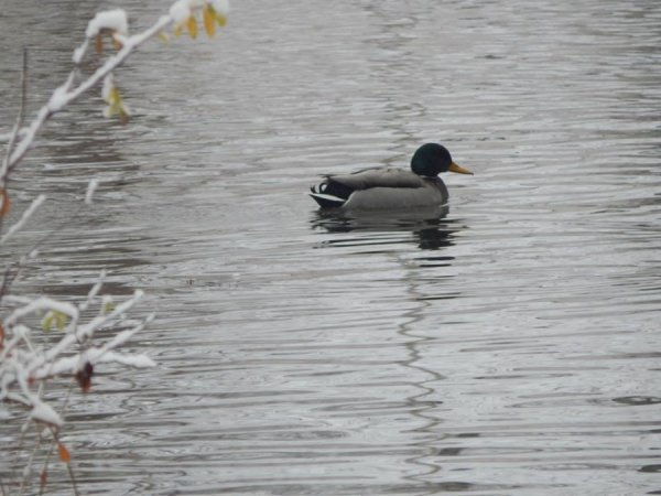 Як мешканці луцького зоопарку зустріли перший сніг. ФОТО