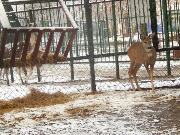 Як мешканці луцького зоопарку зустріли перший сніг. ФОТО