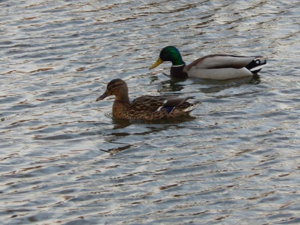 А ще на зоопарківські ставки повернулися крижні (дикі качки)