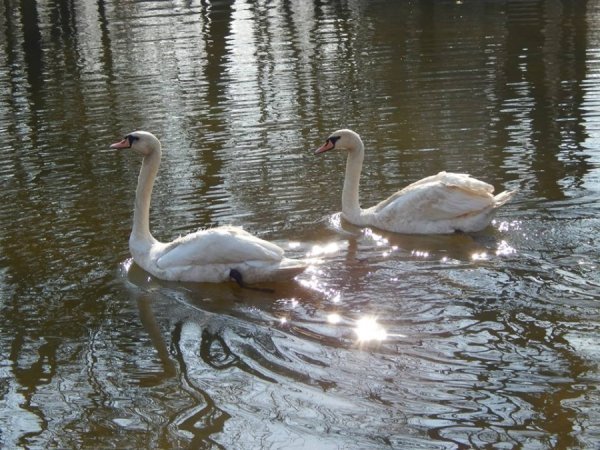 Весна надворі і всі пернаті тримаються парами