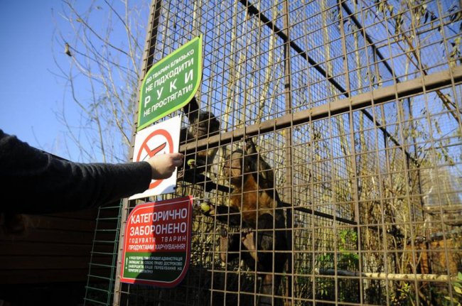 Мешканці Луцького зоопарку – в очікуванні зими. ФОТО