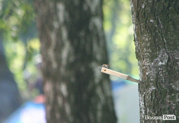 Бандерштат-2014. День другий. ФОТО