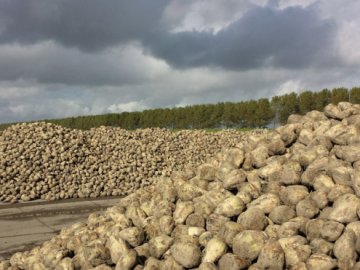 На Гнідавському цукровому заводі стартував новий сезон переробки