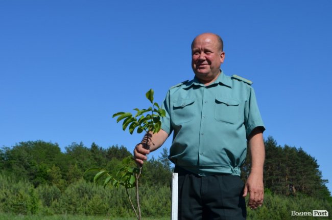 Горіховий рай: як на Волині плекають «смачну і корисну» плантацію