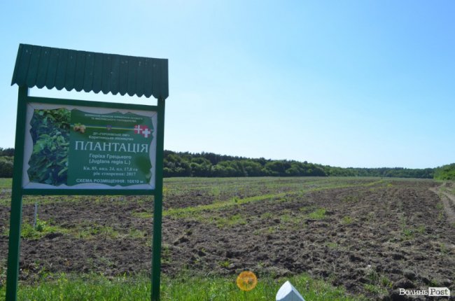 Горіховий рай: як на Волині плекають «смачну і корисну» плантацію