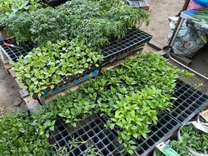 Розсада на луцьких ринках: ціни, поради
