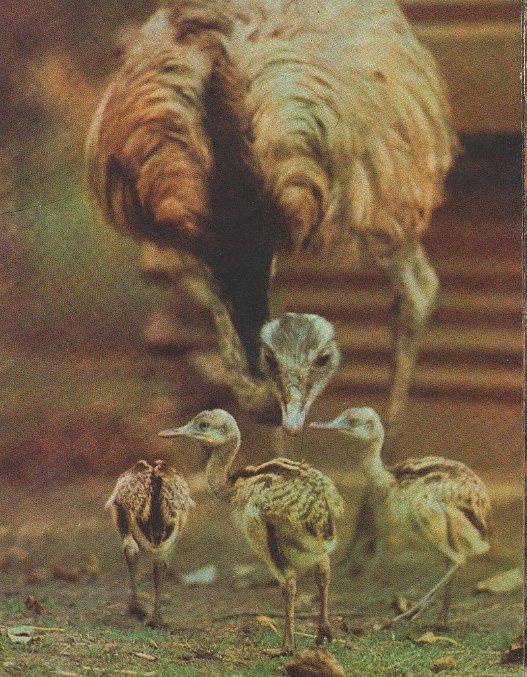 Опублікували фото луцького зоопарку 80-их