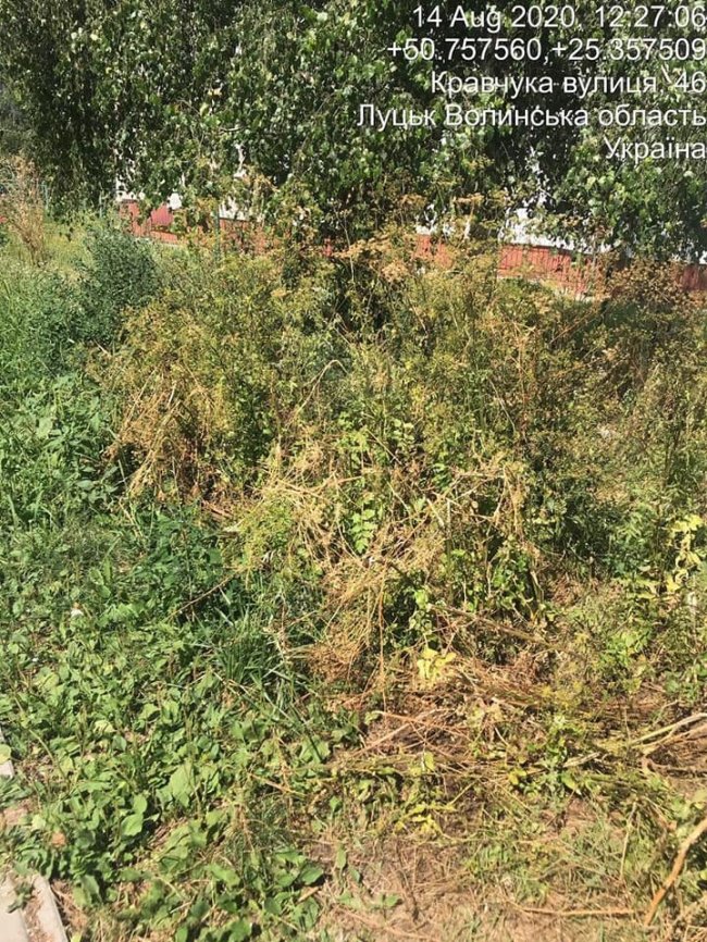 У Луцьку на голову ОСББ склали припис через чагарники навколо будинку. ФОТО