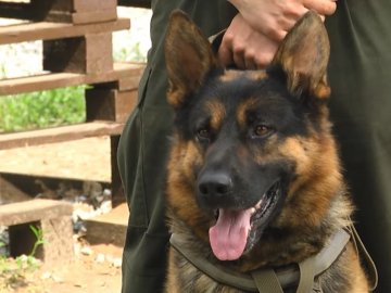 У Луцьку собак вчать ловити злочинців та шукати вибухівку. ВІДЕО