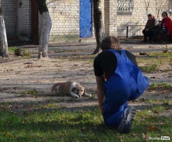 Як у Луцьку ловлять бродячих собак. ФОТО