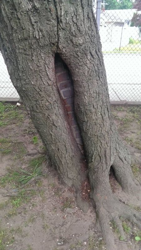  Кладка цегли всередині дерева