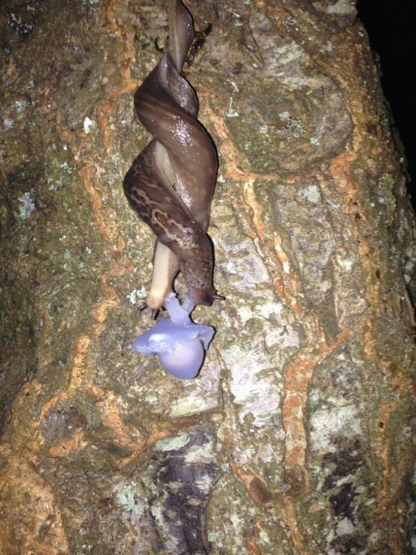 Любов у слимаків