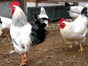 Винесли зимовий одяг, велосипед і курей: на Волині трапилось декілька крадіжок