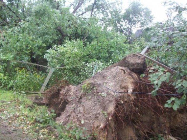 На Рівненщині під час бурі повиривало багаторічні дуби. ФОТО