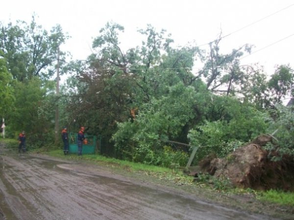 На Рівненщині під час бурі повиривало багаторічні дуби. ФОТО
