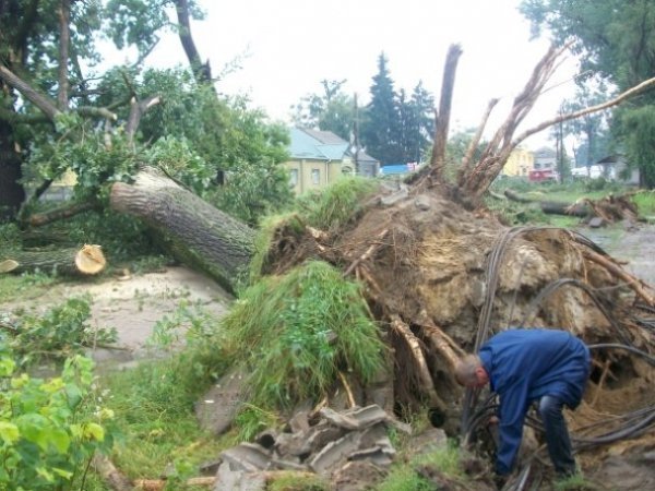 На Рівненщині під час бурі повиривало багаторічні дуби. ФОТО
