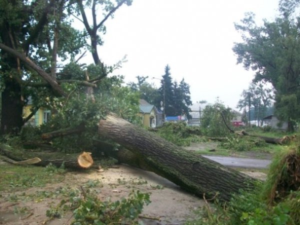 На Рівненщині під час бурі повиривало багаторічні дуби. ФОТО