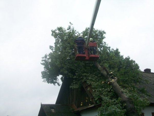 На Рівненщині під час бурі повиривало багаторічні дуби. ФОТО