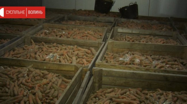 Через карантин фермер з Волині втратив 20 тонн овочів. ВІДЕО