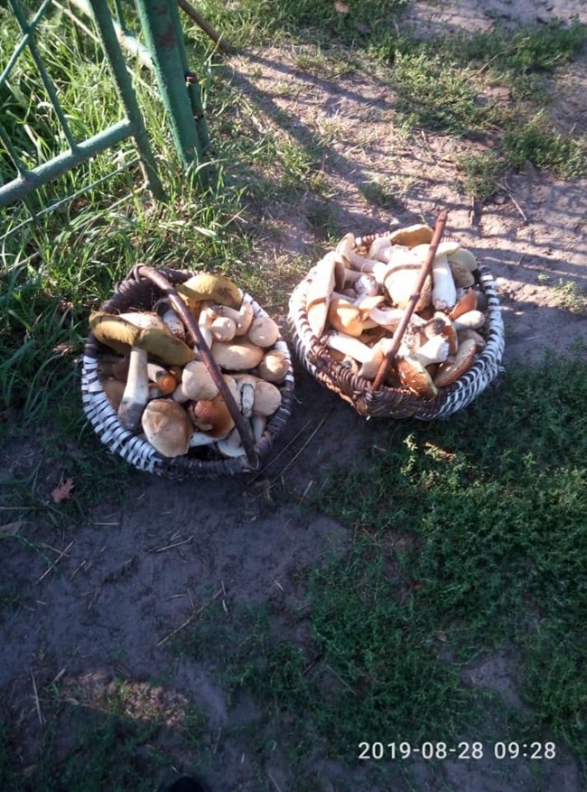Директор школи на Волині похвалився грибними трофеями