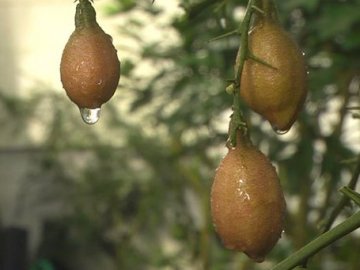 Кумкват, помело, мікроцитрус: у селі під Луцьком чоловік вирощує екзотичні фрукти. ВІДЕО