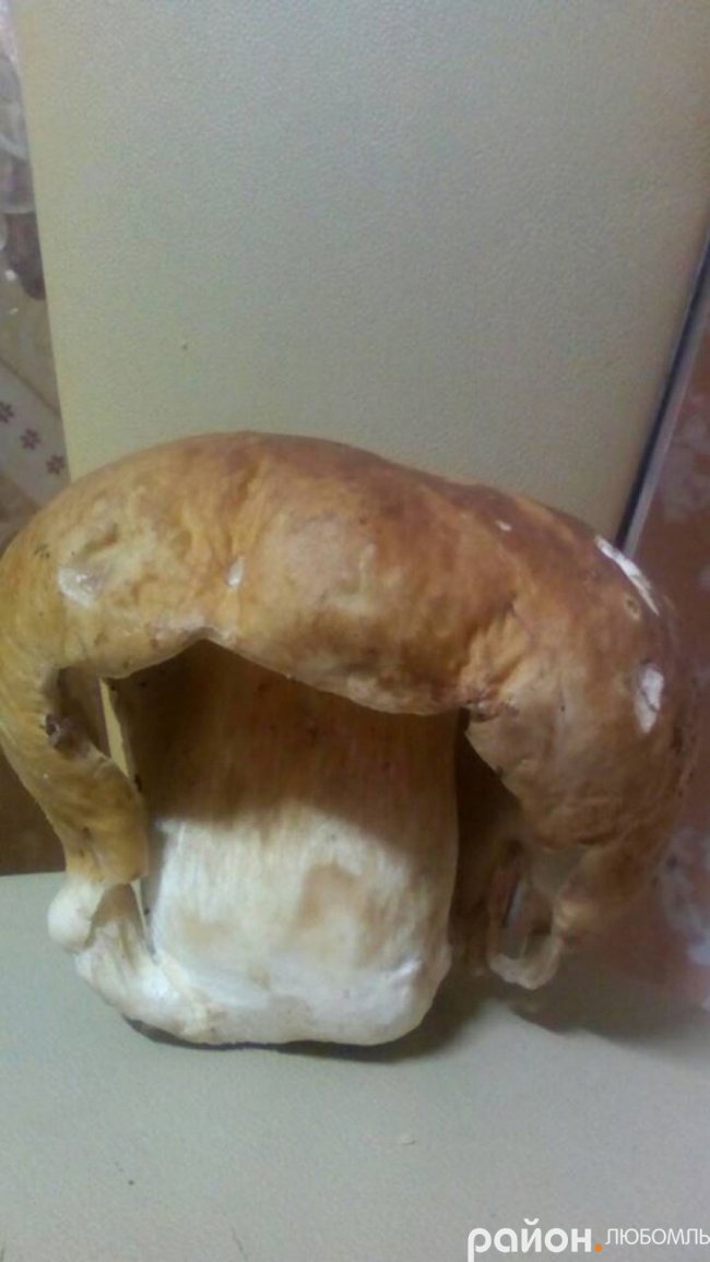 На Волині знайшли гриб у «перуці»