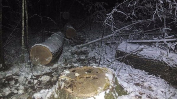 На Волині чоловік крав дуби на меблі