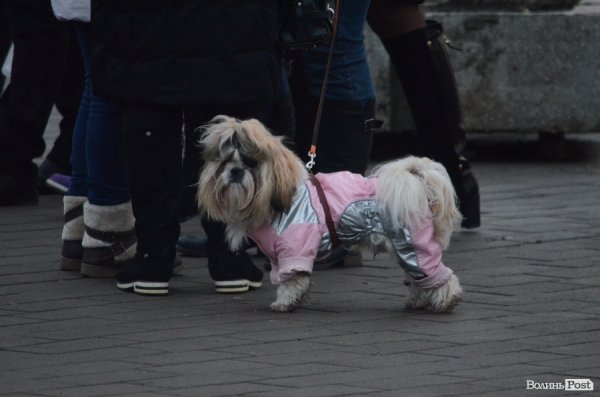 У Луцьку запалили новорічну ялинку. ФОТО