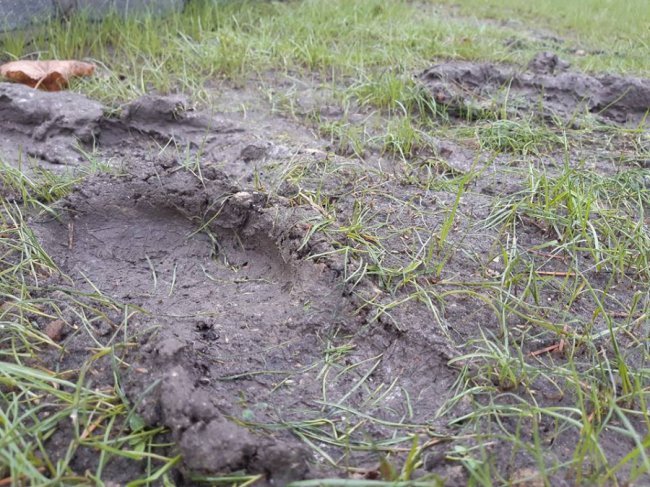 У Рожищі діти-хулігани понівечили газон. ФОТО