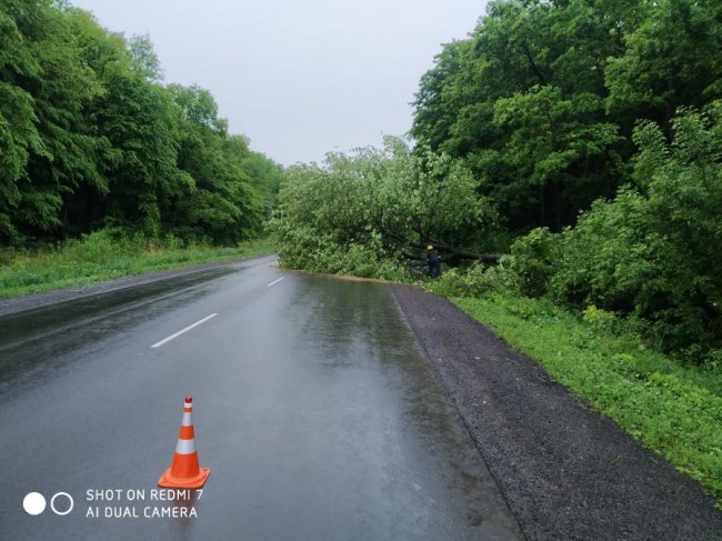 На Волині дерево впало на дорогу і заблокувало проїзд. ФОТО