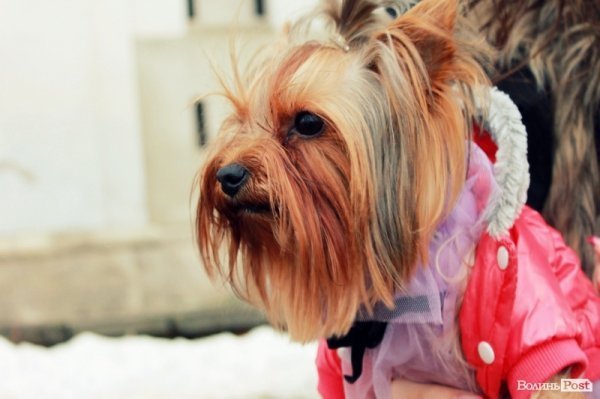 Стильний Луцьк. Портрет дня: Валерія Богач і Буся