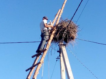 У селі на Волині врятували лелеку, який заплутався у непотребі. ФОТО