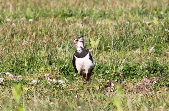 Показали неймовірні фото чайок з волинського нацпарку
